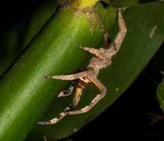 Phoneutria boliviensis