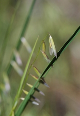 Melica stricta