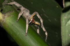 Phoneutria boliviensis