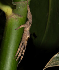 Phoneutria boliviensis