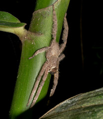 Phoneutria boliviensis