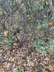 Mycosphaerella colorata