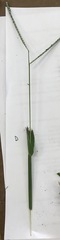 Paspalum laeve