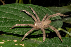 Phoneutria boliviensis