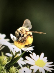 Melissodes dentiventris