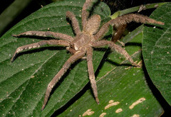 Phoneutria boliviensis