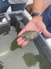 Trinectes maculatus