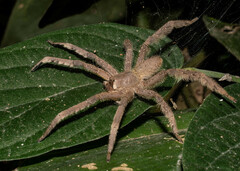 Phoneutria boliviensis