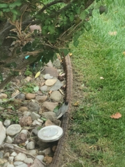 Poecile atricapillus