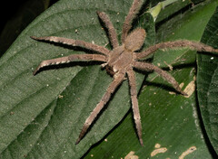 Phoneutria boliviensis