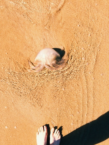 Rhizostoma octopus