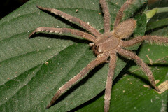 Phoneutria boliviensis