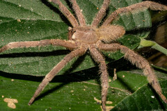 Phoneutria boliviensis