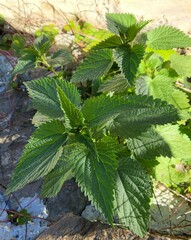 Urtica dioica