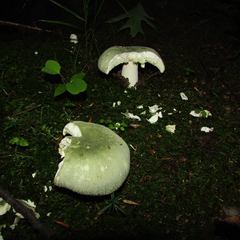 Russula parvovirescens