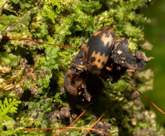 Diaperinae