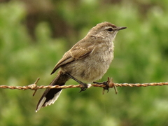 Cercotrichas coryphoeus