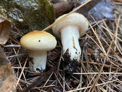 Hygrophorus flavodiscus