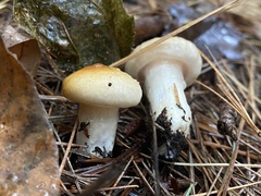 Hygrophorus flavodiscus