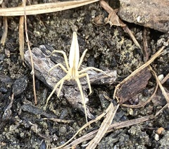 Pisaurina dubia