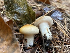 Hygrophorus flavodiscus