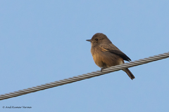 Saxicola caprata