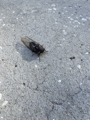 Megatibicen resonans