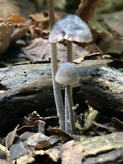 Mycena leptocephala