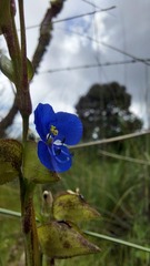 Commelina tuberosa