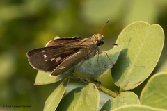 Borbo cinnara