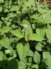 Lippia dulcis
