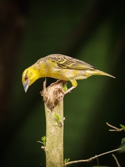 Ploceus cucullatus spilonotus