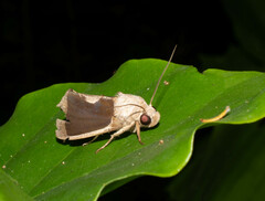 Gonodonta