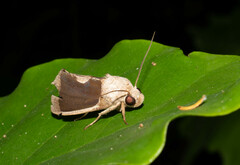 Gonodonta
