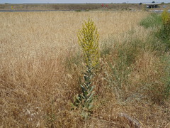 Verbascum pulverulentum