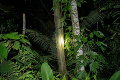 Calycophyllum