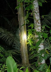 Calycophyllum