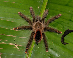 Avicularia juruensis