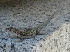 Podarcis guadarramae guadarramae