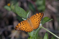 Phalanta phalantha