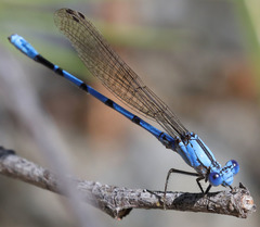 Argia agrioides