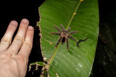 Avicularia juruensis