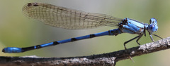 Argia agrioides