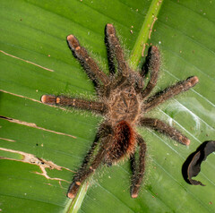Avicularia juruensis