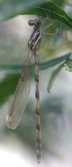 Archilestes californicus