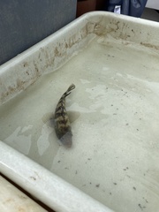 Centropristis striata