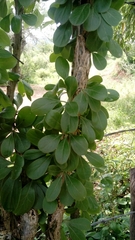 Fouquieriaceae