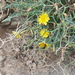 Launaea spinosa - Photo (c) Jacky Judas, some rights reserved (CC BY), uploaded by Jacky Judas