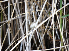 Acrocephalus gracilirostris