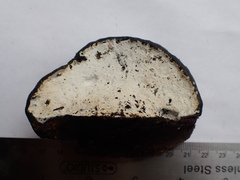 Sistotrema sernanderi